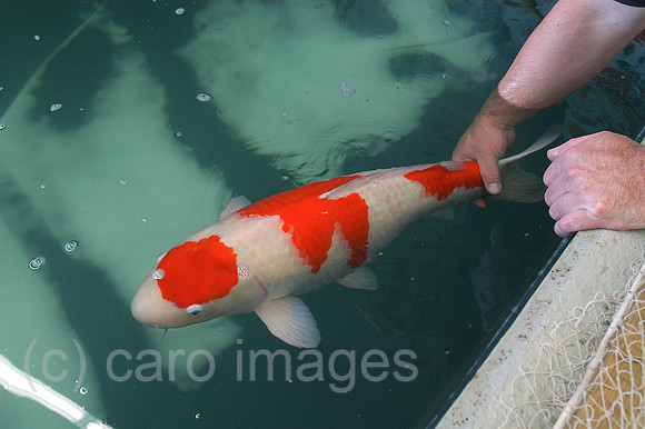 00K051016D056CARO.JPG