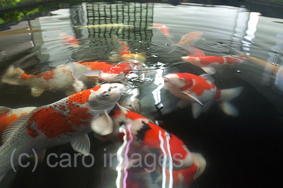 00K051016D051CAROE.JPG
