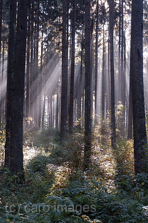 00K051016D035CAROE.JPG