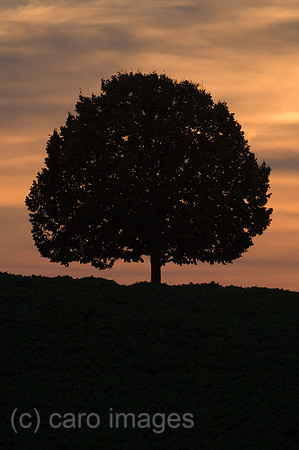 00K051027D206CAROE.JPG