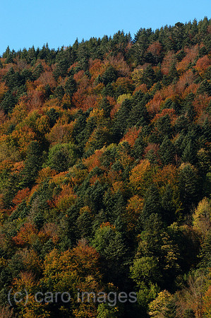 00K051020D012CAROE.JPG