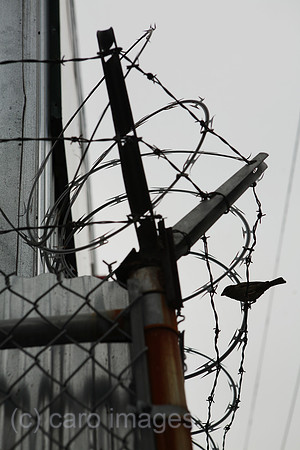 0TS080520D306CARO.JPG
