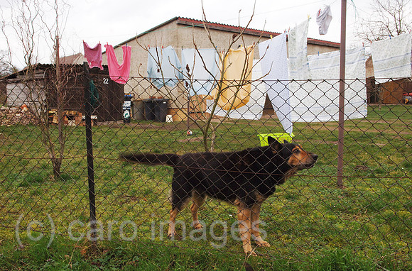 00Y070122D002CARO.JPG