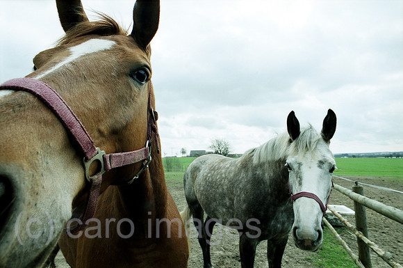 0MC0061314CARO.JPG