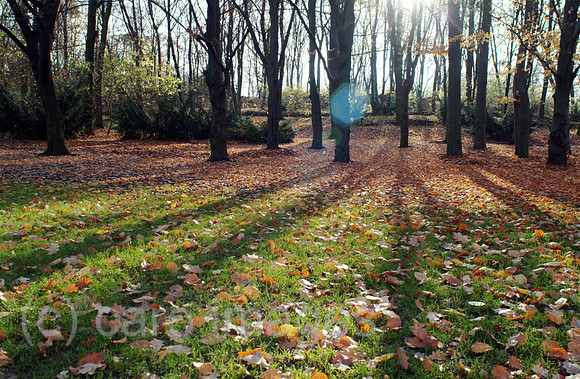 0MC061120D006CARO.JPG