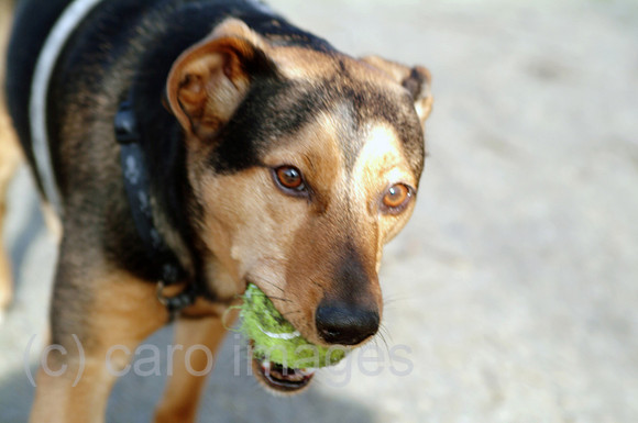 0MC070212D007CARO.JPG