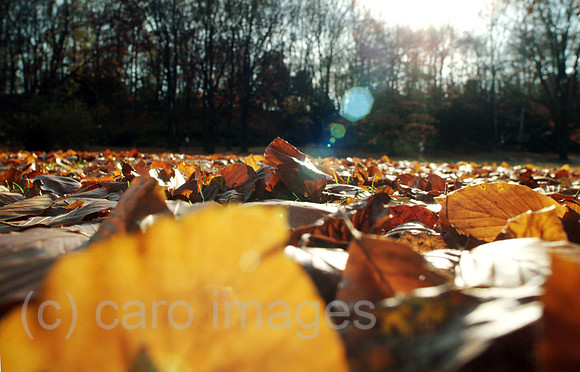 0MC061120D032CARO.JPG