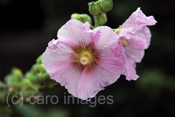 00S090803D013CARO.JPG