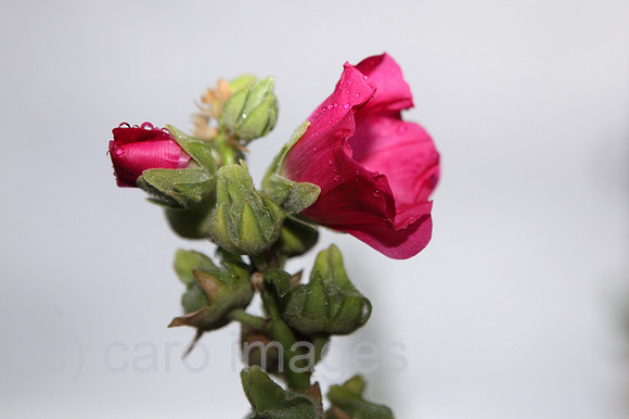 00S090803D019CARO.JPG