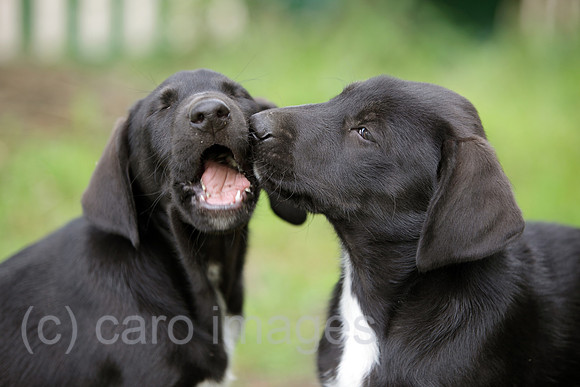 00S090813D003CARO.JPG