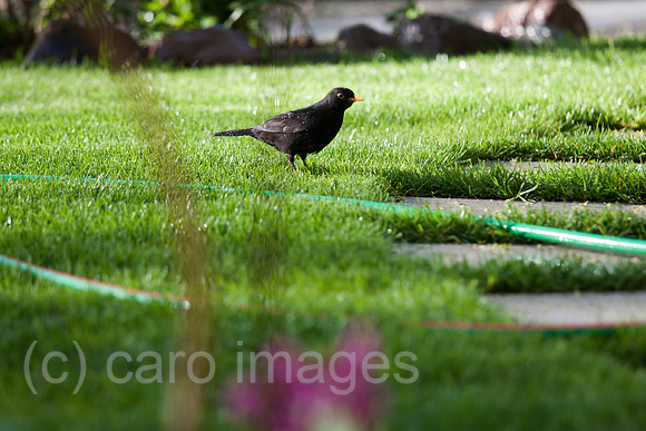 0GB120428D103CARO.JPG