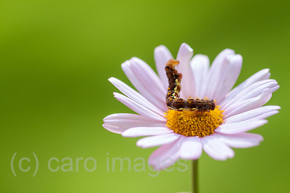 0GB120519D102CARO.JPG