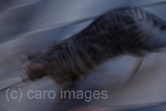 0GB120306D100CARO.JPG