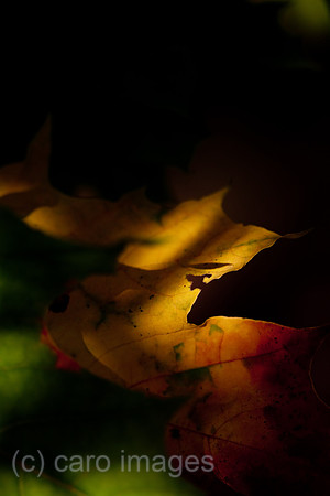 0GB111020D115CARO.JPG