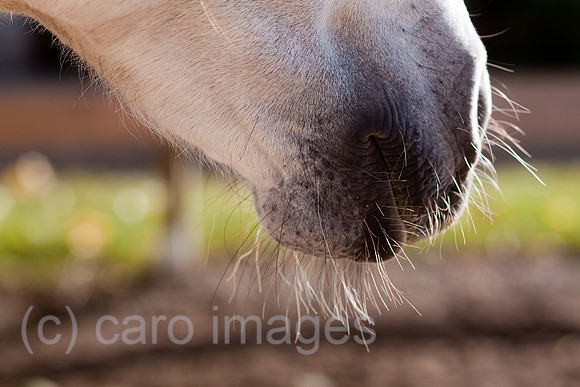 0GB111008D112CARO.JPG