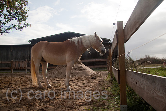 0GB111008D007CARO.JPG