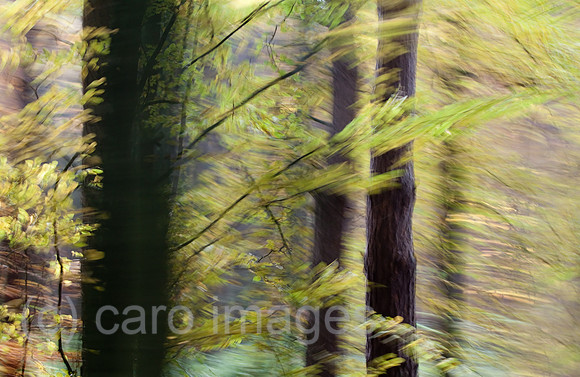 0GB111030D104CARO.JPG