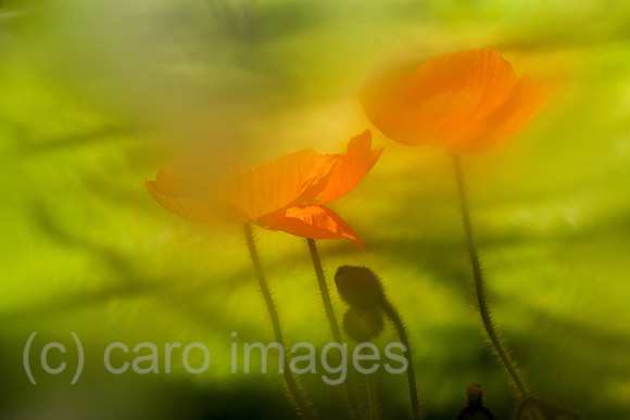 0GB120427D127CARO.JPG