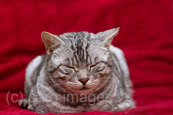 0GB120114D002CARO.JPG