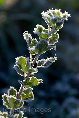 0BG121028D014CAROE.JPG