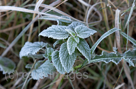0BG121028D004CAROE.JPG
