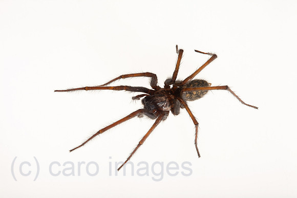 0BG110703D034CAROE.JPG