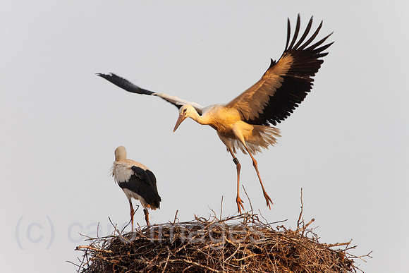 0BG110805D007CAROE.JPG