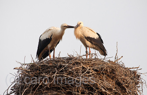0BG110805D015CAROE.JPG