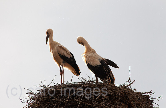0BG110805D016CAROE.JPG