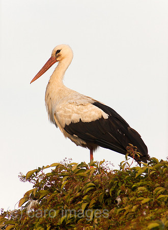 0BG110803D005CAROE.JPG