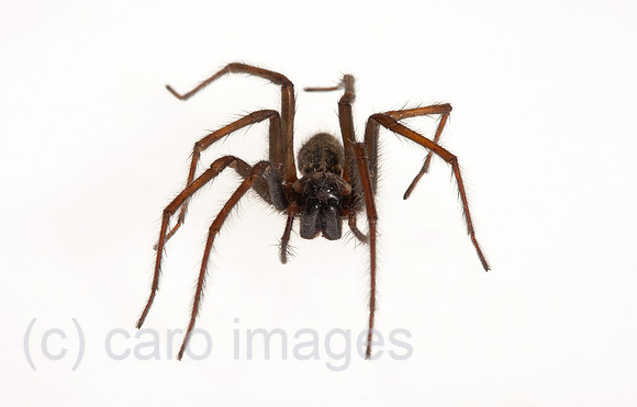 0BG110703D023CAROE.JPG