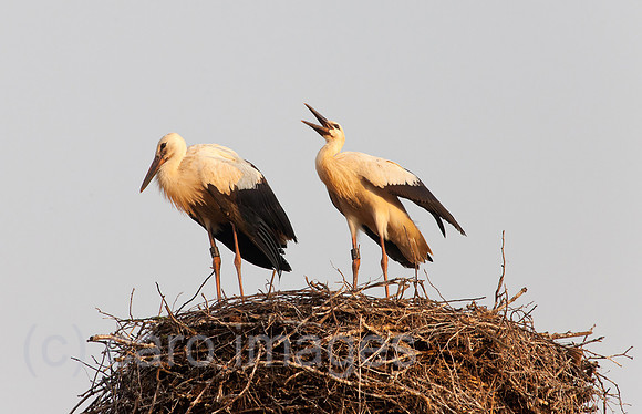 0BG110805D014CAROE.JPG