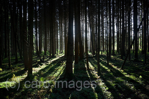 0BG121011D004CAROE.JPG