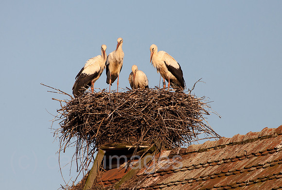 0BG110802D031CAROE.JPG