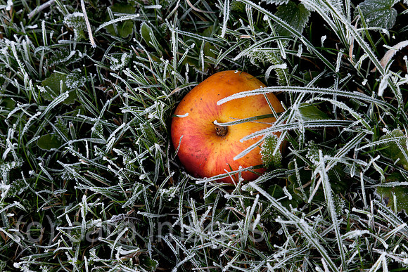 0BG121028D015CAROE.JPG