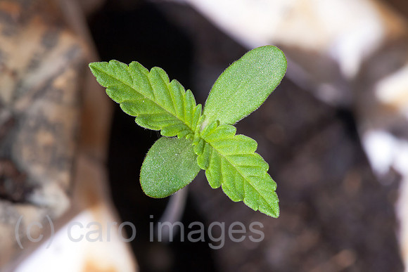 0BG120524D008CAROE.JPG