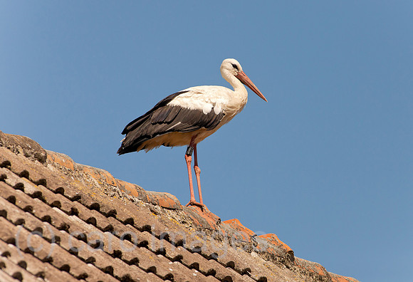 0BG110802D012CAROE.JPG