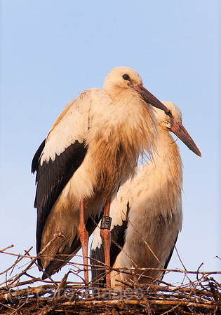 0BG110803D001CAROE.JPG