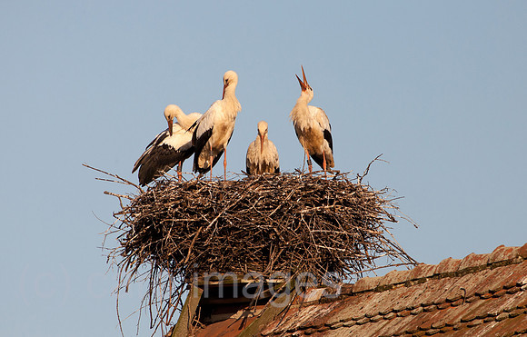0BG110802D032CAROE.JPG