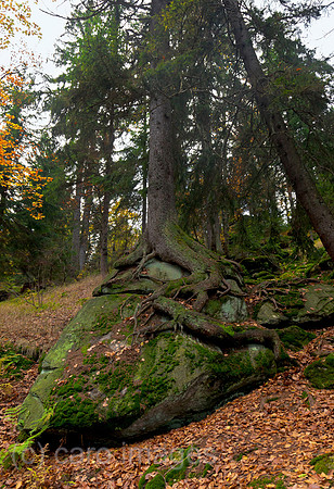 0BG121010D003CAROE.JPG