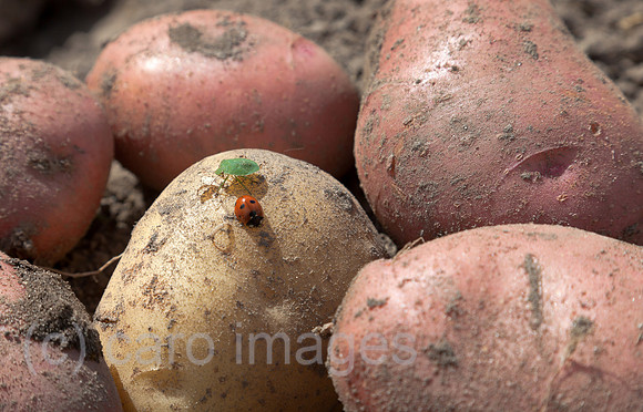 0BG120811D045CAROE.JPG