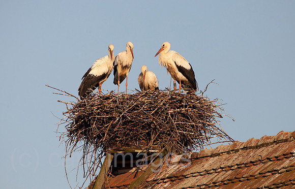 0BG110802D030CAROE.JPG