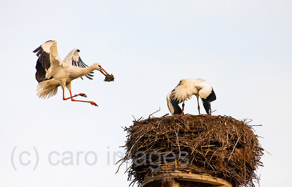 0BG110803D007CAROE.JPG