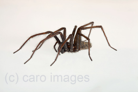 0BG110703D030CAROE.JPG