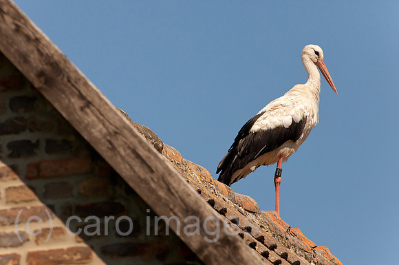 0BG110802D017CAROE.JPG