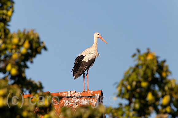 0BG110802D019CAROE.JPG