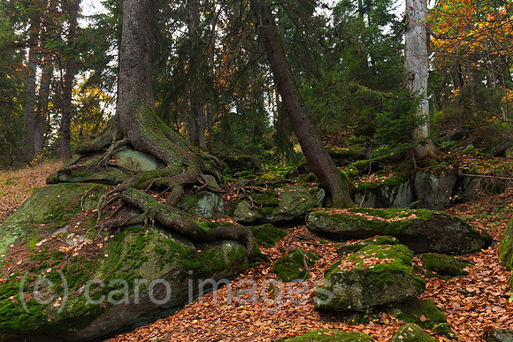 0BG121010D002CAROE.JPG