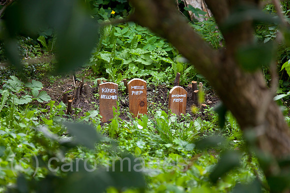 0BG110911D015CAROE.JPG