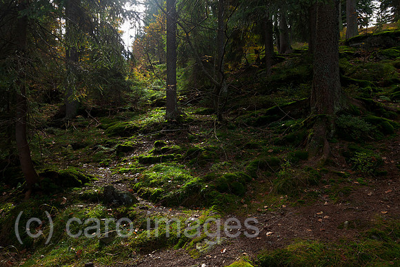0BG121010D005CAROE.JPG