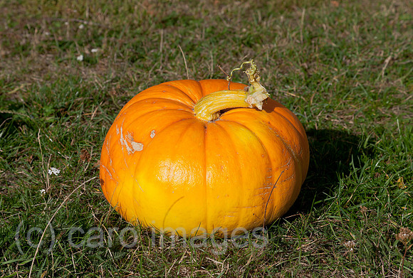 0BG121003D004CAROE.JPG